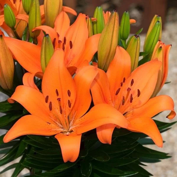 Lily Fantasiatic Orange 3lt