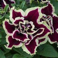Petunia Tumbelina Superstar 9cm pot