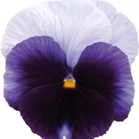 Pansy Carneval Beaconsfield 9cm pot