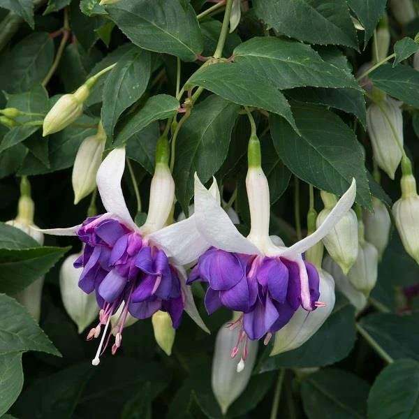 Fuchsia Southern Belles Deep Purple.jpg