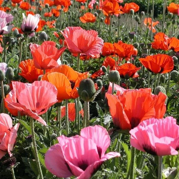 Papaver Orientale Pizzicato 2lt
