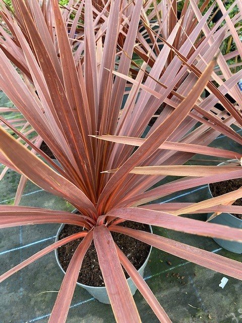 Cordyline Red 7.5lt