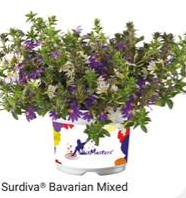 MixMaster Scaevola Surdiva Bavarian Mix 10.5cm pot