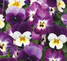Viola Teardrops Waterfall Mixed.jpg