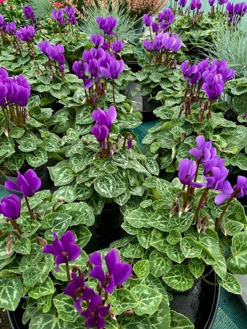 Cyclamen dragon deep blue.jpg