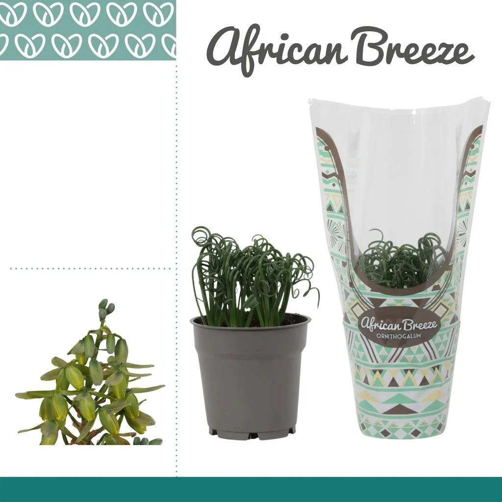 Albuca Spiralis Frizzle Sizzle in hoes.jpg