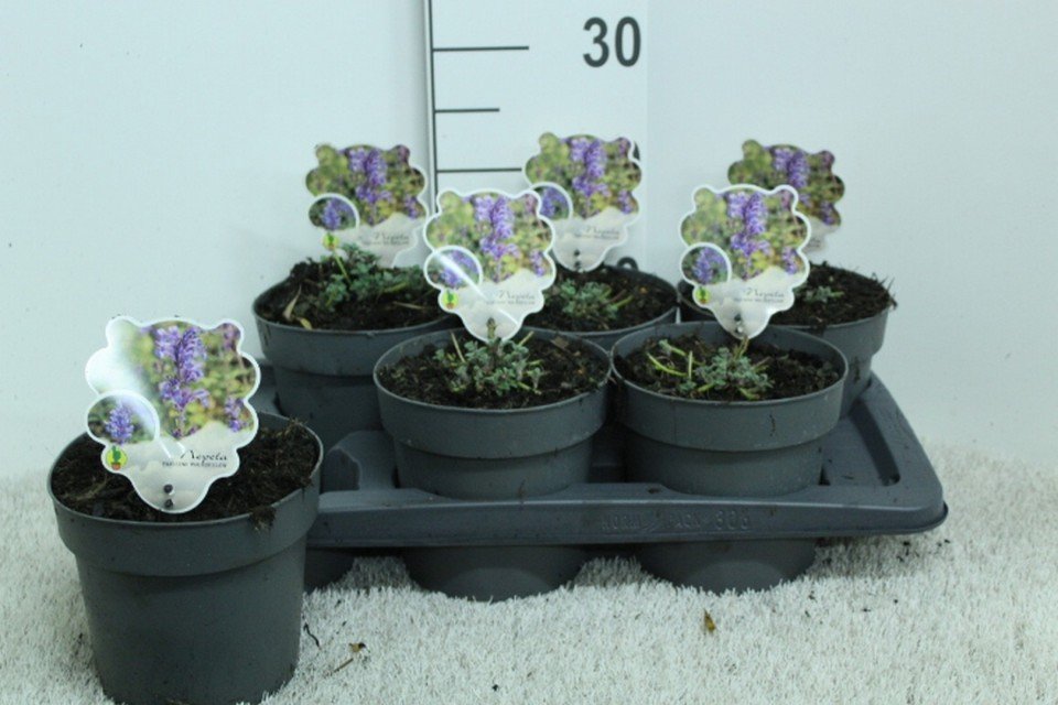 Nepeta 'Walkers Low' 2lt