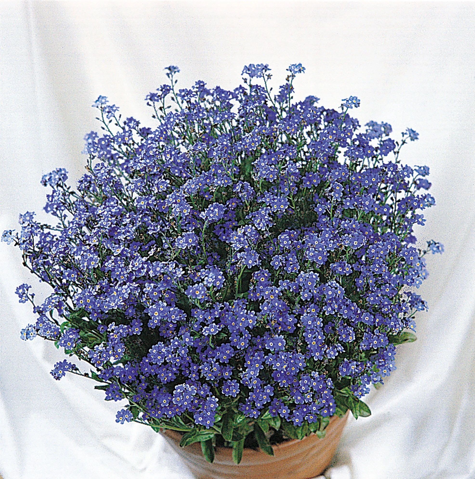 Myosotis (forget-me-not) Sylvatica - 6 pack