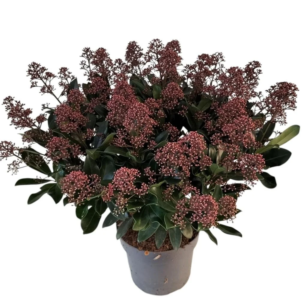 Skimmia japonica ‘Rubella’ 3L pot