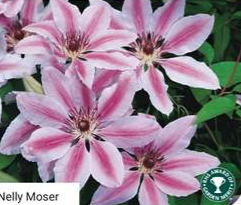 Clematis Nelly Moser 3lt Pot