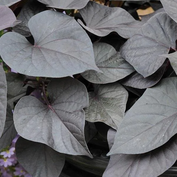 Ipomoea Black Tone 10.5cm