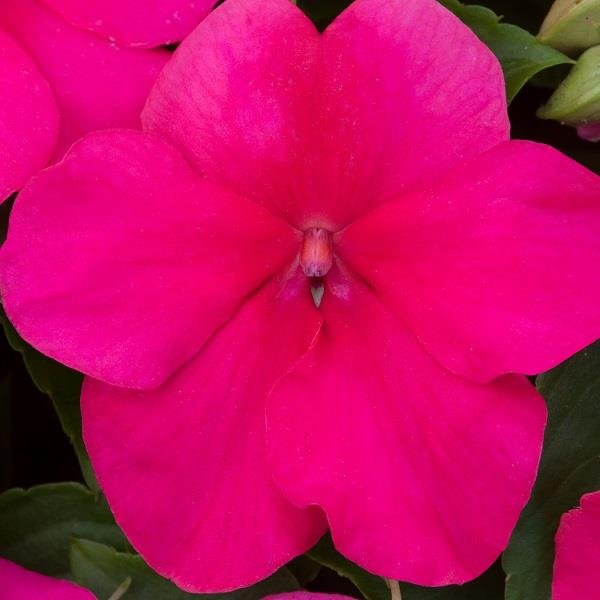 Impatiens Beacon Rose
