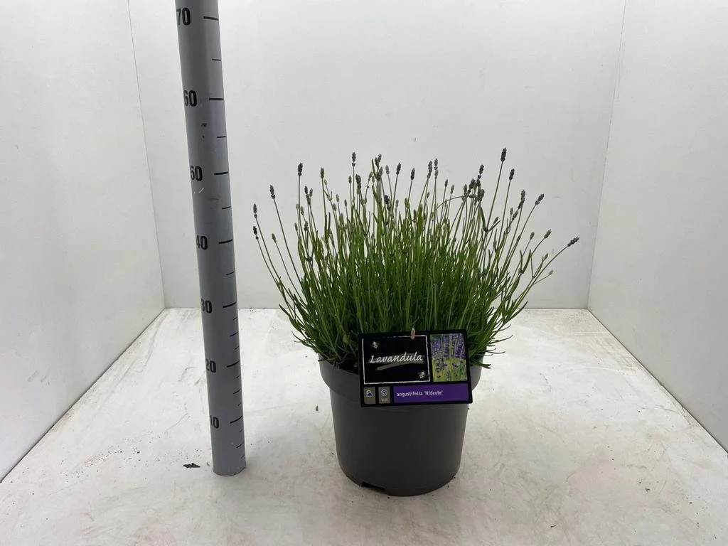 Lavandula ang. Hidcote.jpg