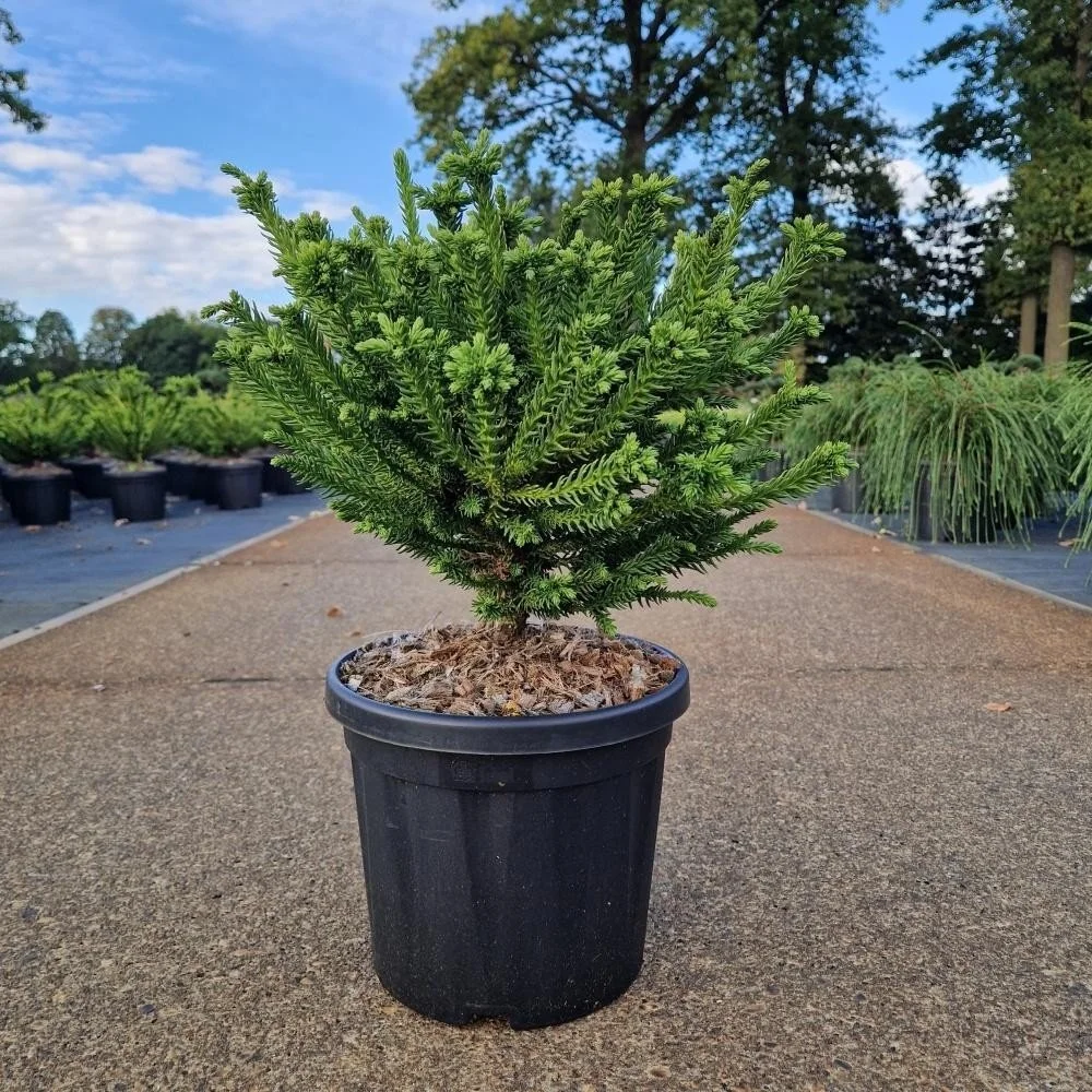 Cryptomeria japonica ‘Dinger’ – 8L Pot (35–40cm)