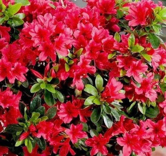 Rhododendron JA 'Geisha Red’.jpg