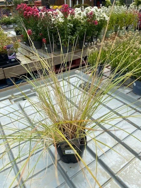 Stipa Gigantea 1.jpg