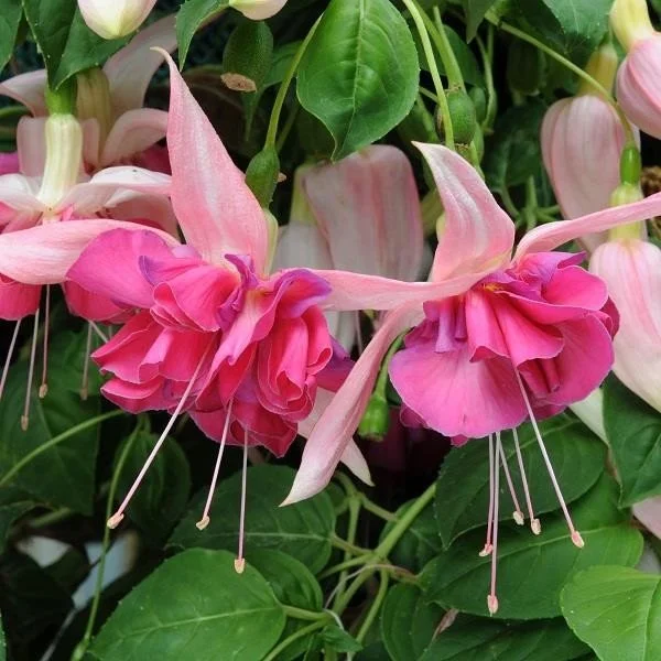 Fuchsia Southern Bell Bella Rosella.jpg