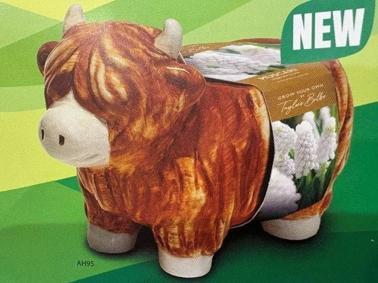 Highland+Cow.jpg