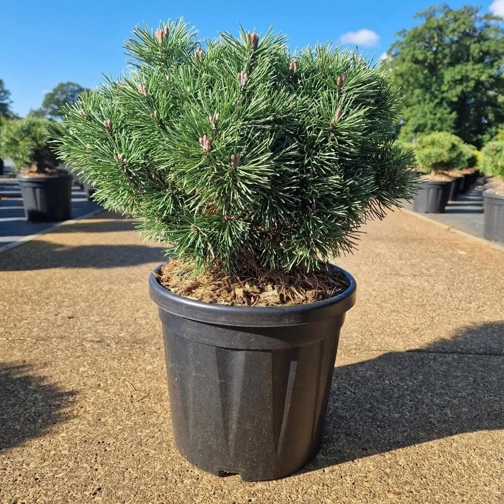 Pinus mugo ‘Mops’ – 8L Pot (25–30cm)