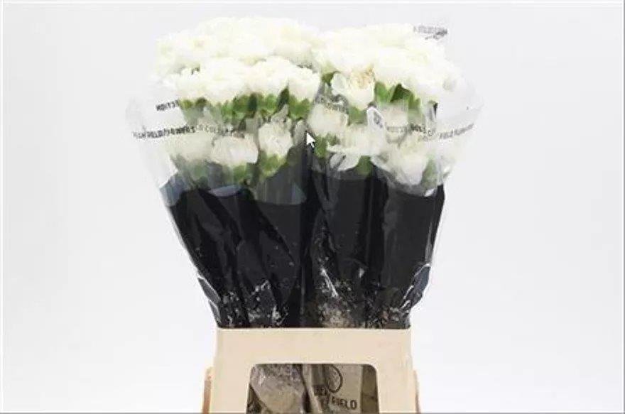 Dianthus Moonlight - Length 70cm