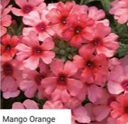 Verbena Showboat Mango Orange 9cm pot