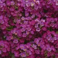 Alyssum Clear Purple Shades 9 pack