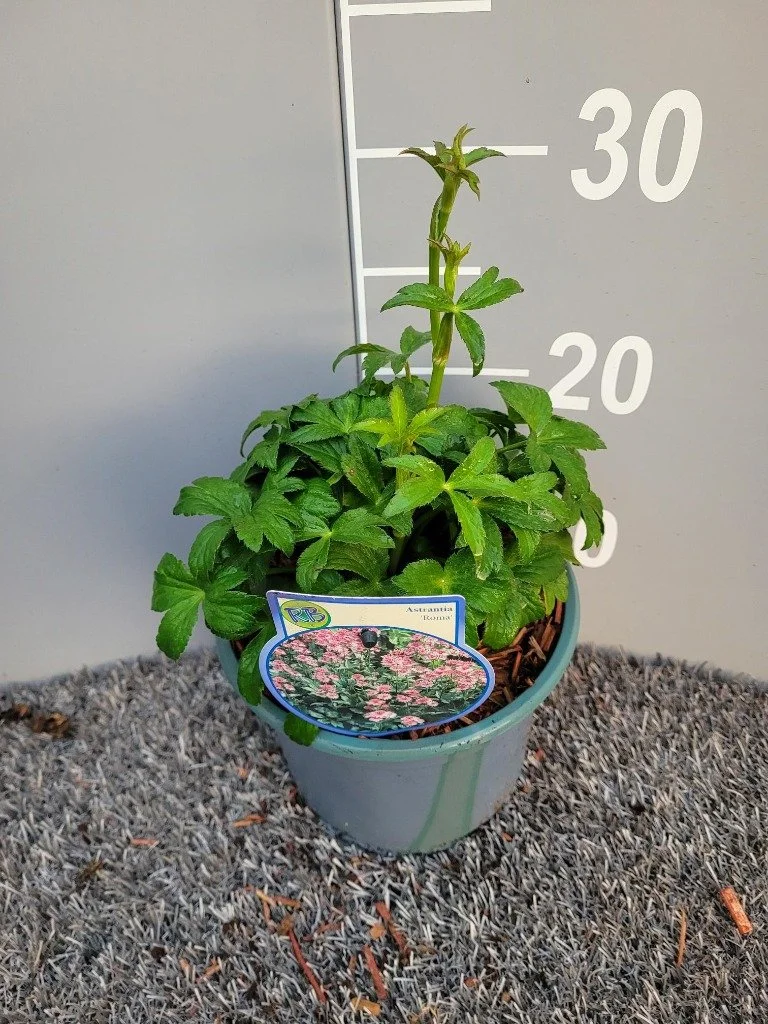 Astrantia major Roma.jpg