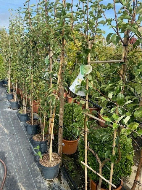 Fruit trees row.jpg