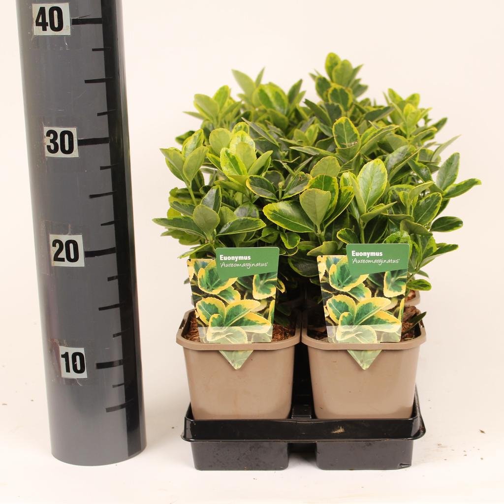 Euonumys jap. Aureomarginatus.jpg