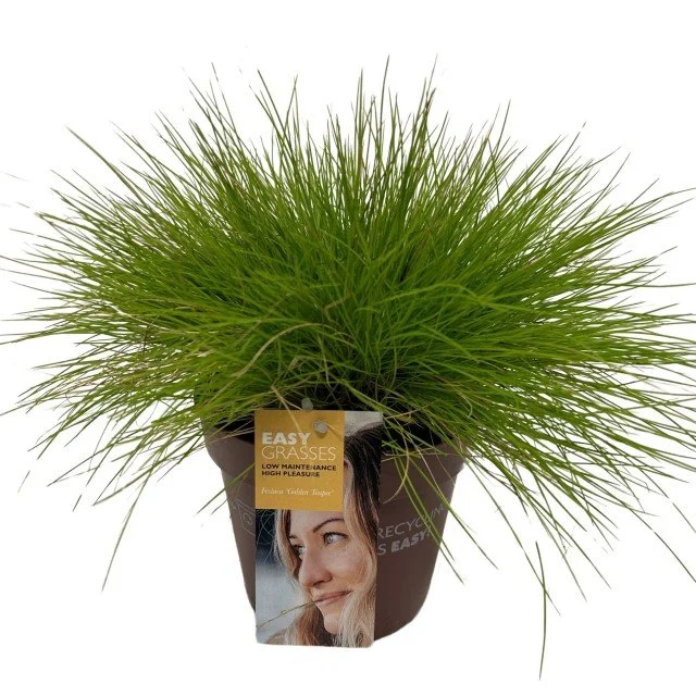 Festuca glauca Golden Toupee.jpg