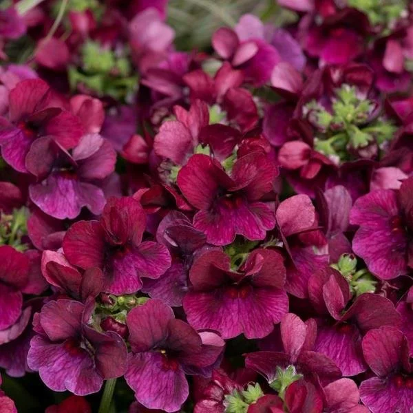 Nemesia Lady Ruby 9cm