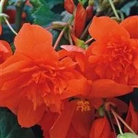 Begonia Illumination Orange 9cm pot