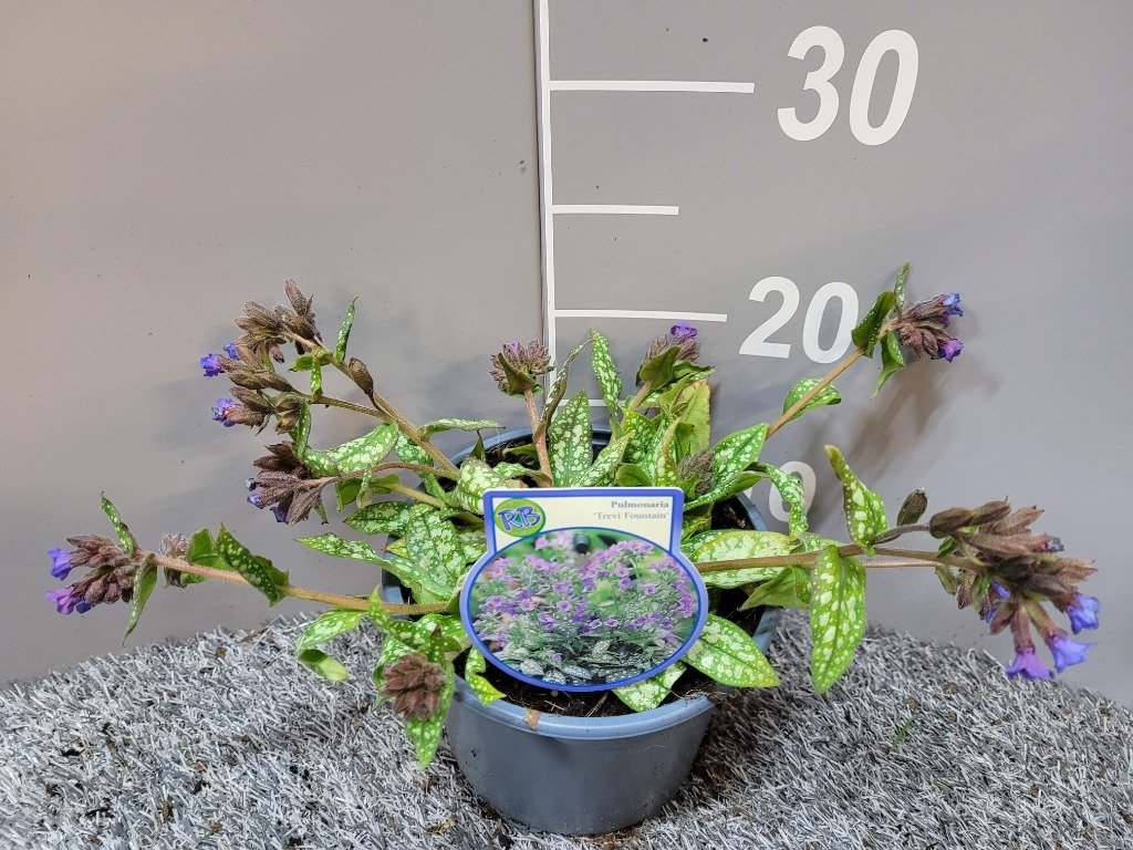 Pulmonaria Trevi Fountain 2lt