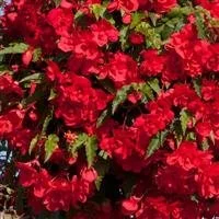 Begonia Illumination Rose 9cm pot