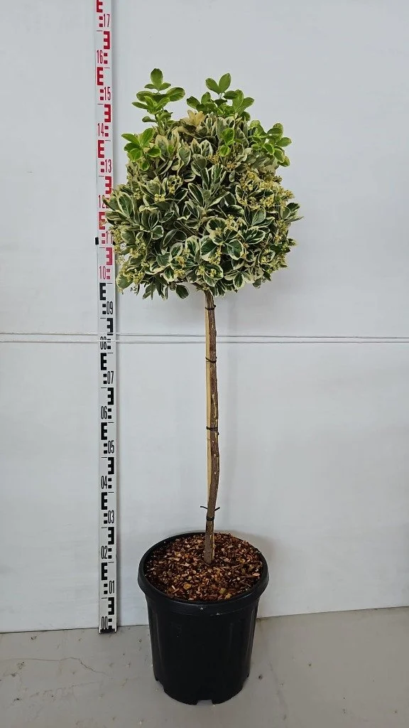 Euonymus japonicus ‘Bravo’  18lt