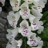 Digitalis Dalmation White 3lt pot