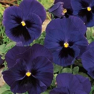 Pansy Matrix Blue Blotch 9cm pot