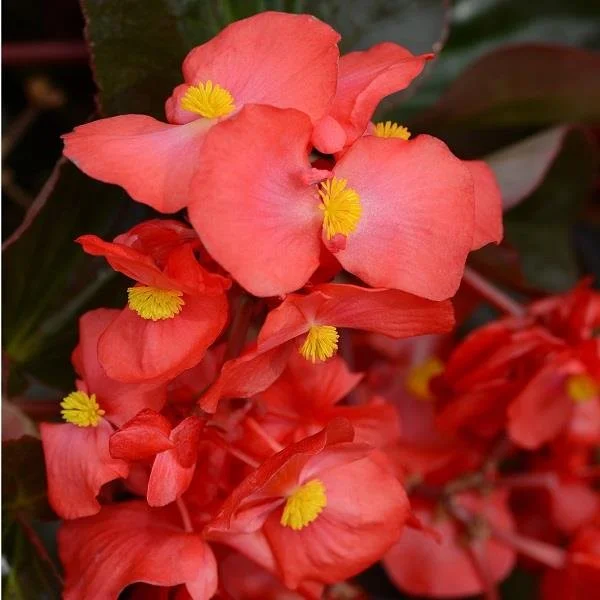 Begonia Megawatt Red Bronze Leaf 13cm