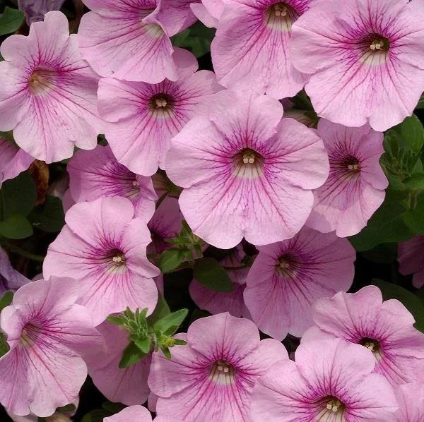 Petunia Surfinia Sweet Pink 9cm