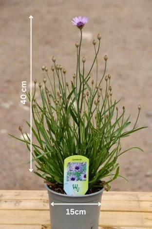 Catananche Caerulea 3.jpg