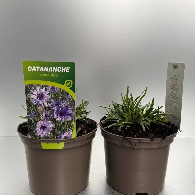Catananche Caerulea.jpg