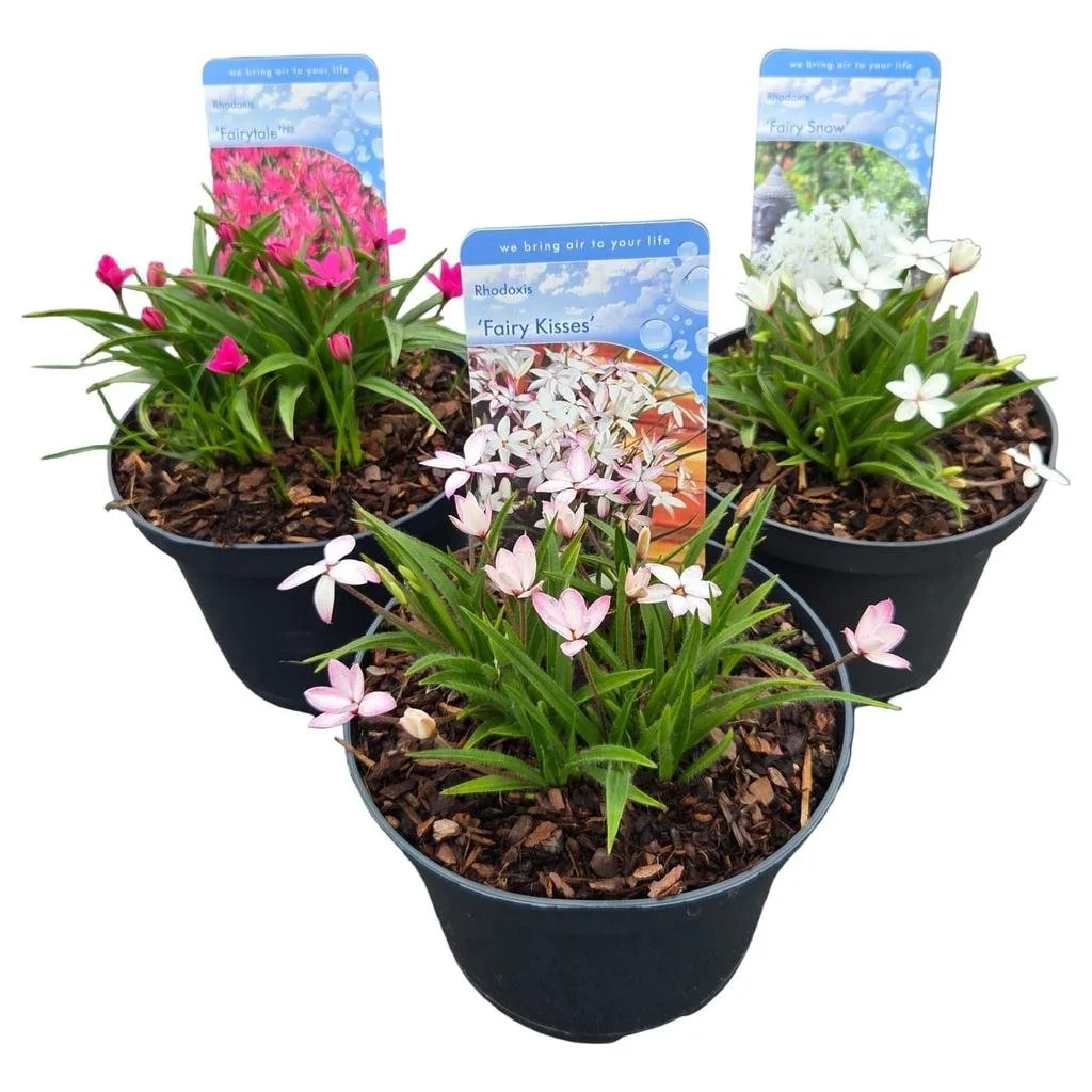 Rhodoxis in varieties.jpg