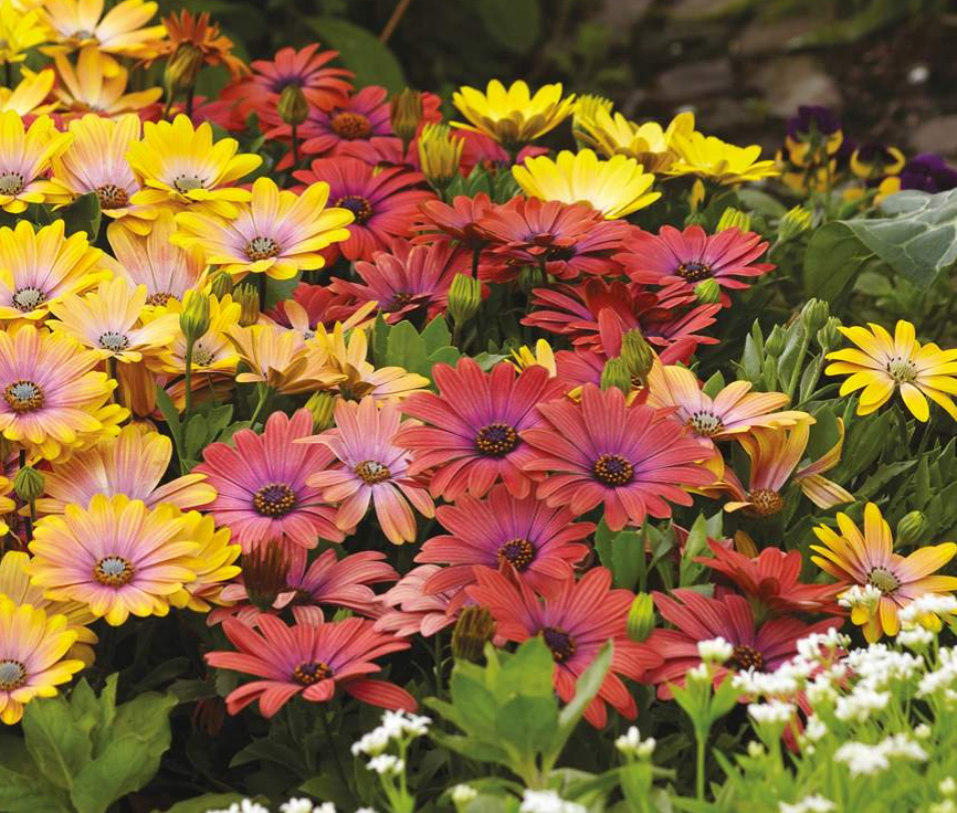 Osteospermum Hawaii Sunset Mix 13cm pot