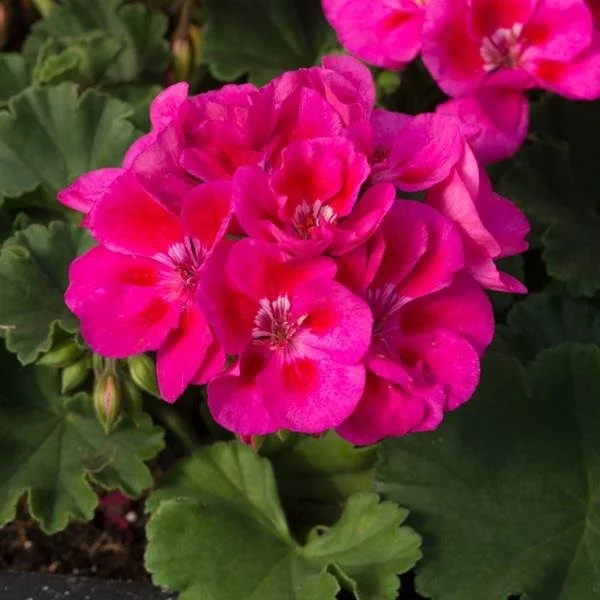 Geranium Dolce Vita Mia Purple Eye 13cm