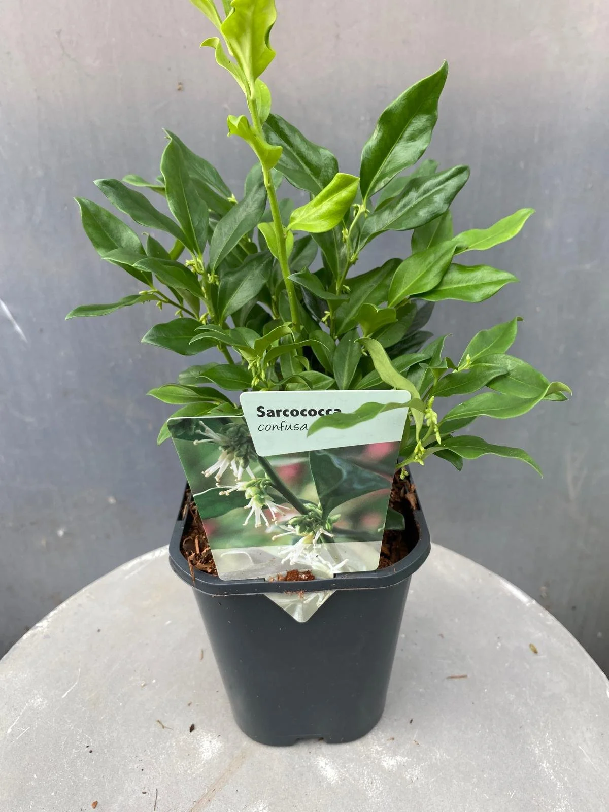 Sarcococca confusa 11cm pot