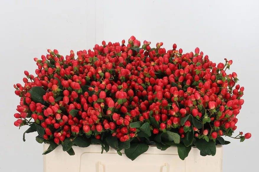 Hypericum - length 50cm