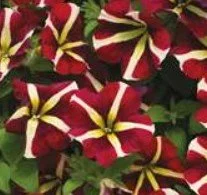 Petunia Fanfare Heartbreaker 9cm