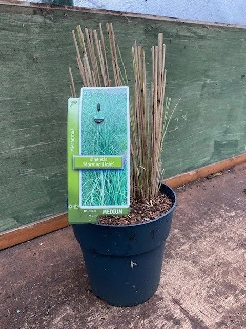 Miscanthus Morning Light 5lt