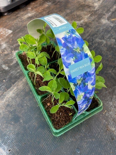 Sweet Pea Blue 6 pack
