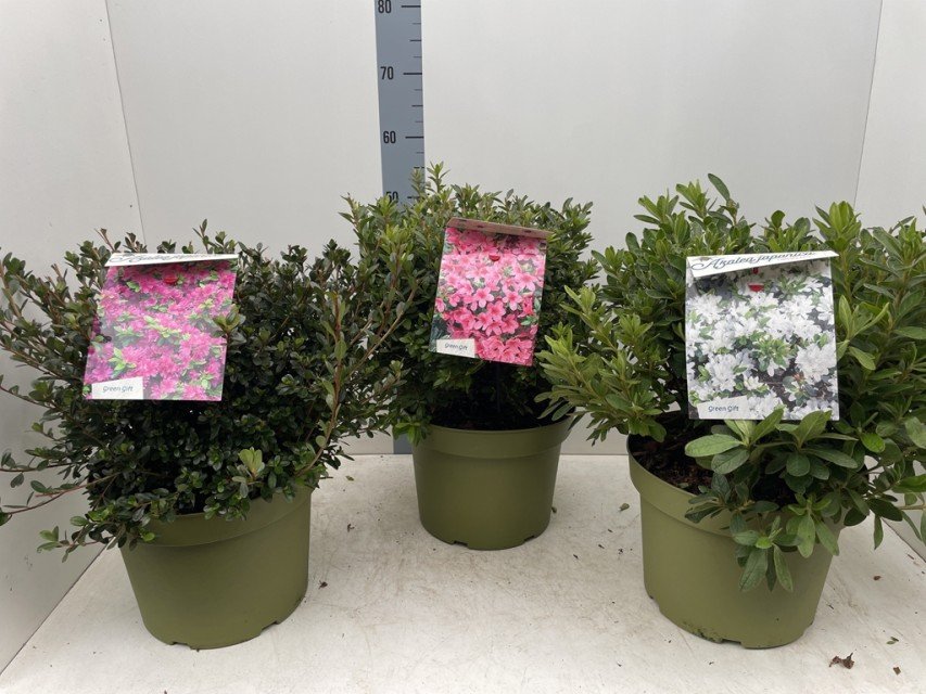 Azalea Japonica.jpg